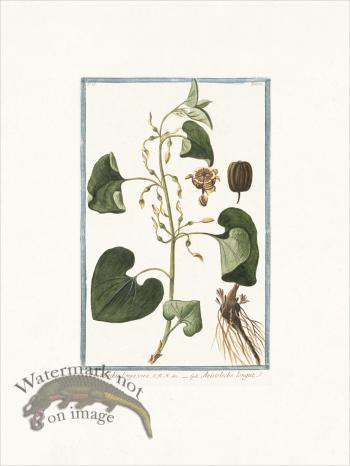 Bonelli 181 Birthwort